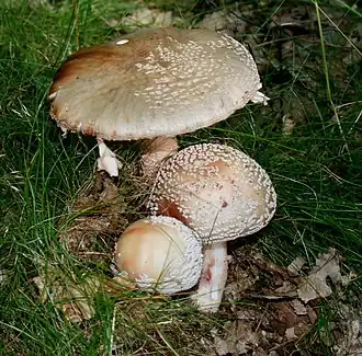 Blushers at various ages