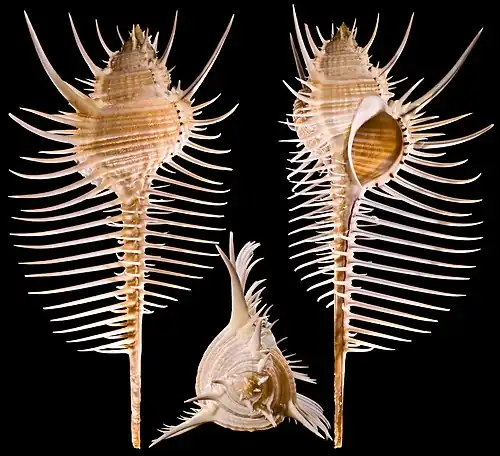 Foliated (fringed with spines) lip of Murex pecten