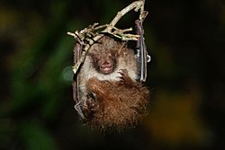 Brown bat