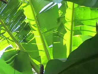 Musa × paradisiaca