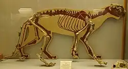 Skeleton at the Museo di Storia Naturale di Firenze