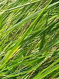 Farm crop close-up