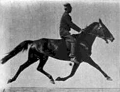 Pace 8–13&nbsp;km/h (5.0–8.1&nbsp;mph)