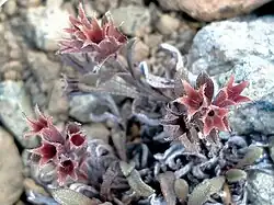 Fruiting calyces