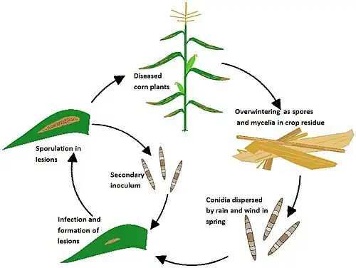 NCLB disease cycle