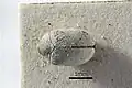 A. scrophulariae var. senex (or var. albidus)