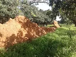Remains of Naa Zaringa defense wall in Ghana