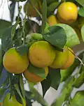 The Common orange in the Botanical Conservatory