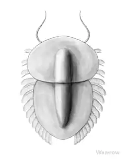 Restoration of Naraoia magna (Nektaspida)