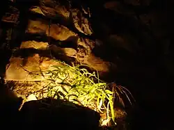 The only living plant in the cave—a small fern. The spores were believed to have been tracked in on a workers clothing, then germinated next to a light. The fern has since been removed.