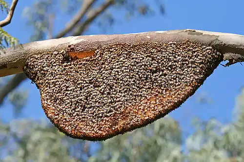A colony of giant honey bees (A.&nbsp;dorsata) on their comb