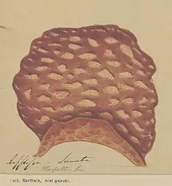 Rafflesia hasseltii, collection Pieter Willem Korthals, Naturalis