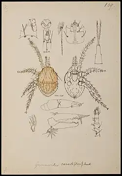 Poecilochirus (Gamasoides) carabi drawing by Oudemans