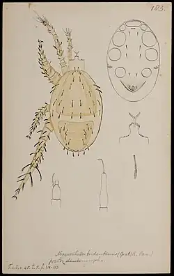 Illustration of specimen