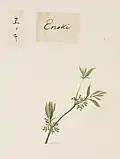 Kawahara Collection at Naturalis Biodiversity Center