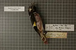 Male ssp. steerii