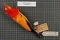 Flame bowerbird (Sericulus ardens) from Southern New Guinea in 1907. Original description Xanthomelus ardens, later subspecies Sericulus aureus ardens.