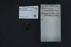 Shell specimen