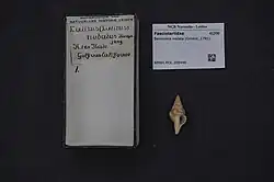 Shell specimen