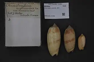 Oliva irisans