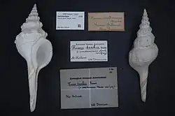 Shell specimen