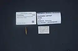 Shell specimen