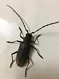Neoplocaederus ferrugineus, India