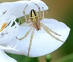 Neoscona theisi Queensland, Australia