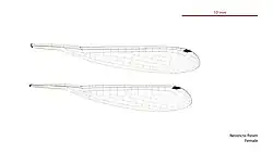 Female wings