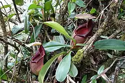 Lower pitchers of N.&nbsp;carunculata, which is often treated as a synonym