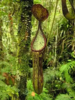 Nepenthes copelandii, a pitcher plant endemic to the mountains of Mindanao