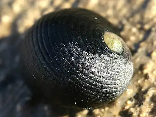 dorsal view