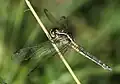 Old female 3