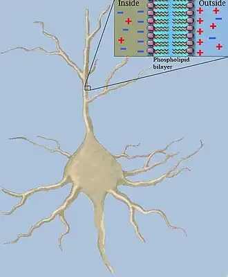 Capacitance in a neuron fiber