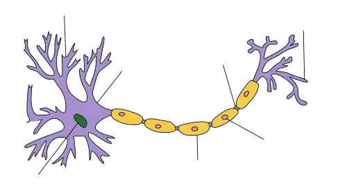 At one end of an elongated structure is a branching mass. At the centre of this mass is the nucleus and the branches are dendrites. A thick axon trails away from the mass, ending with further branching which are labeled as axon terminals. Along the axon are a number of protuberances labeled as myelin sheaths.
