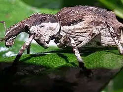 Ngaio Weevil on Stephens Island.