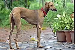 Nipper;_12_months_old_male_Chippiparai_dog_5