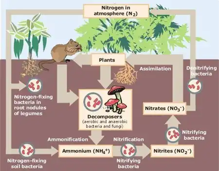 Image 9Biological nitrogen cycling (from Ecosystem)