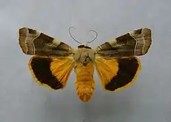 Broad-bordered yellow underwing Noctua fimbriata Noctuinae