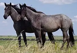 Nokota Horses cropped