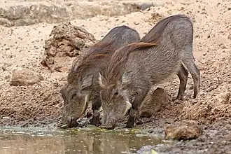 P. a. africanus juveniles Senegal