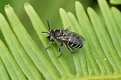 Nomia sp. - bees of this genus are known pollinators (namely Nomia punctulata)