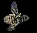 Female top view