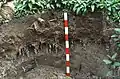 A red-and-white striped stick leans against a cut bank of soil. The soil has layers in colors from grey to brown and many plant roots. At the top of the image there are plants with large green leaves.