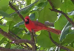 Cardinalis cardinalis