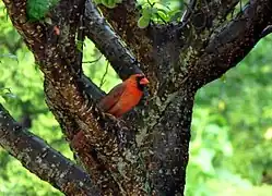 Northern cardinal