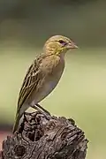 Female