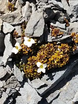 A small penwiper on a rock background