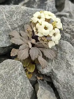 A small gray plant with yellow flowers in bloom