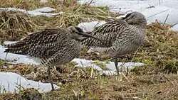 Eurasian whimbrel, Huuki, Norrbottens Län